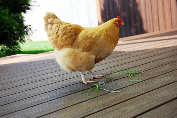 Хай лайн куры