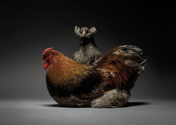 Курица из сказки