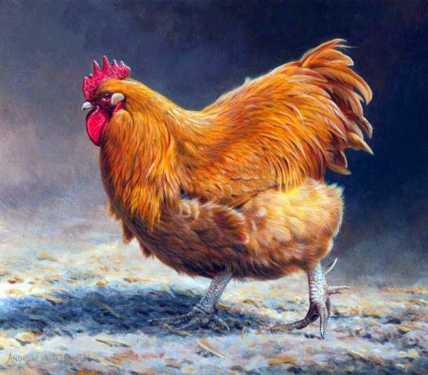 Красивые курочки