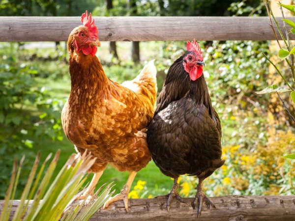 Рыжие куры несушки породы