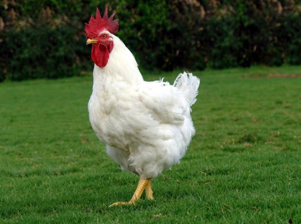 Петушок и Курочка