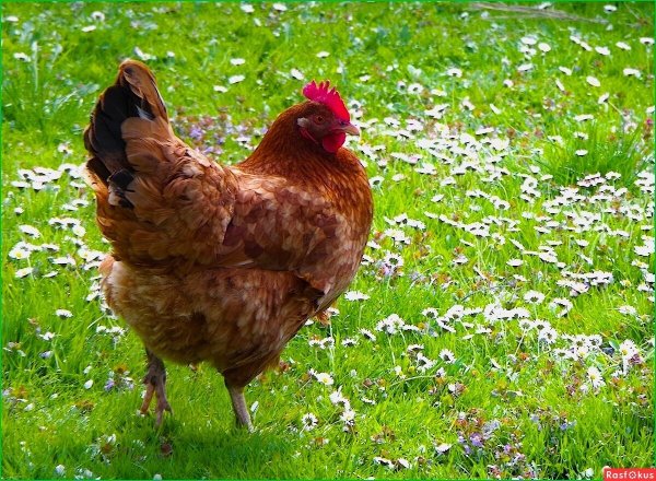 Домашняя курица Живая