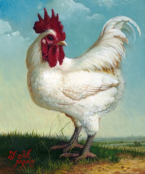 Курица и петух