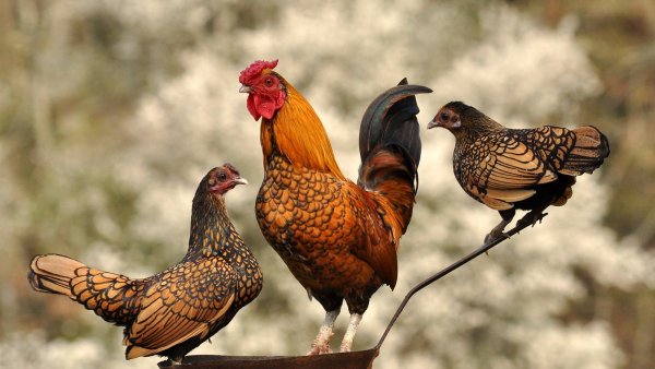 Пестрая рыжая курица