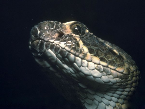 Змеи (serpentes)
