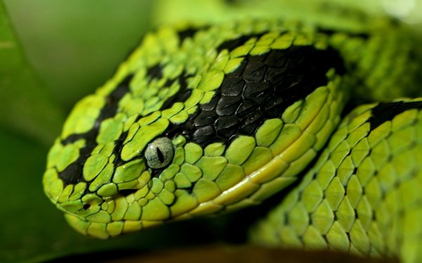 Картинки голова змеи (43 фото)