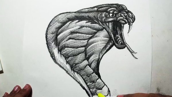 Голова кобры рисунок
