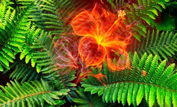 Папоротник цветет на Ивана Купала