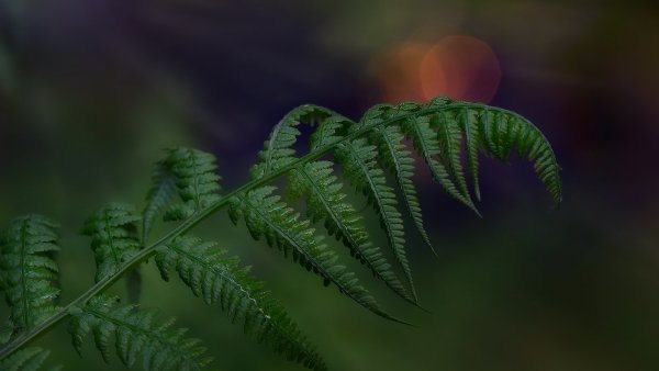 Папоротник lj008