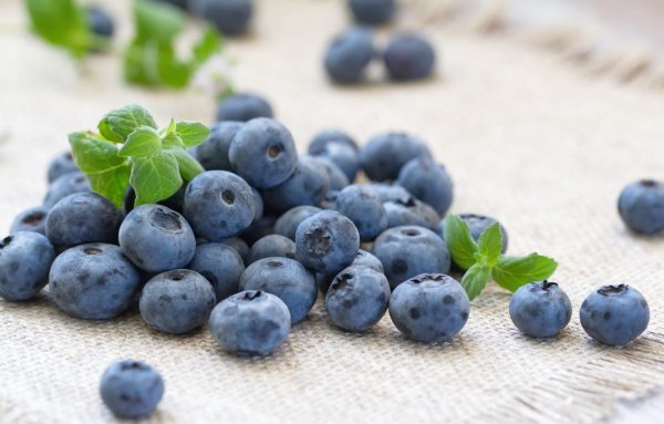 Черника Blueberry