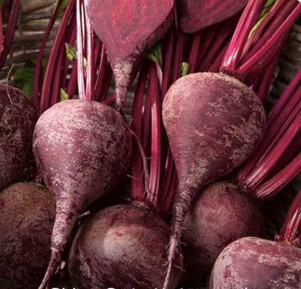 Свекла обыкновенная- Beta vulgaris