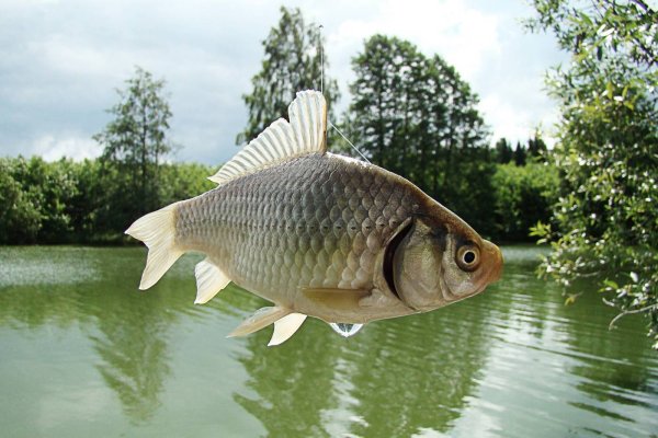 Карась обыкновенный Carassius Carassius