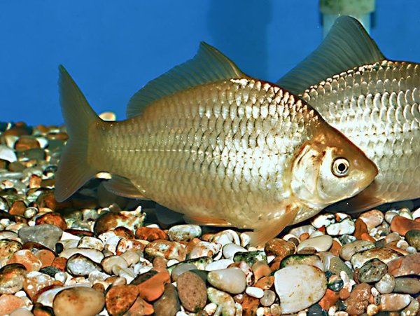 Карась золотой Carassius Carassius