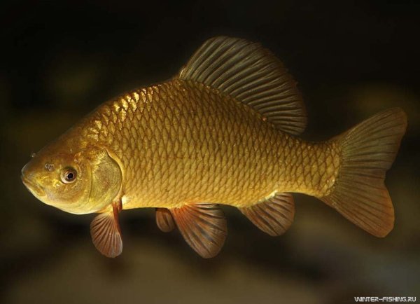 Карась обыкновенный Carassius Carassius