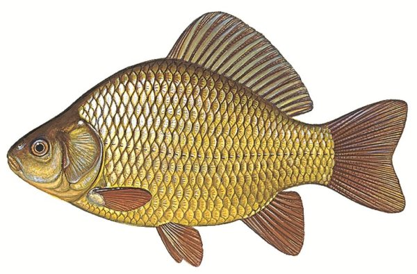 Карась золотой Carassius Carassius