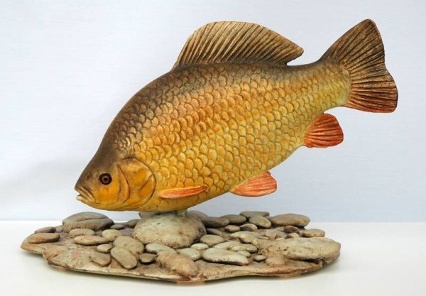 Карась (Carassius Carassius)