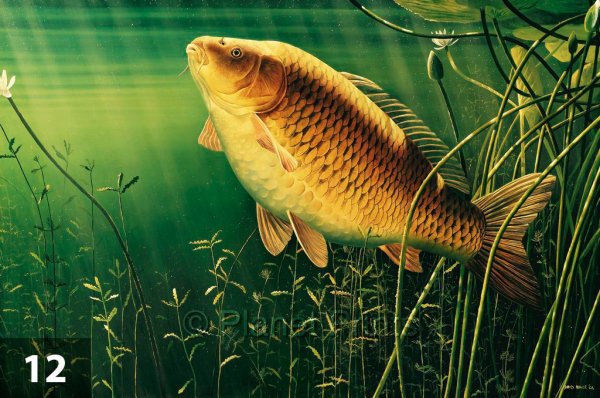 Carassius auratus серебряный карась