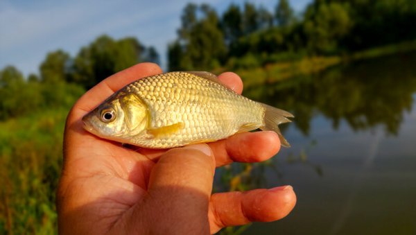 Карась обыкновенный Carassius Carassius