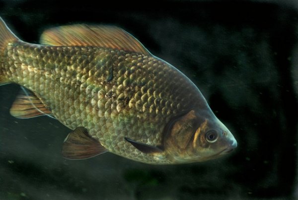 Серебряный карась (Carassius gibelio)