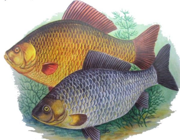 Серебряный карась (Carassius gibelio)