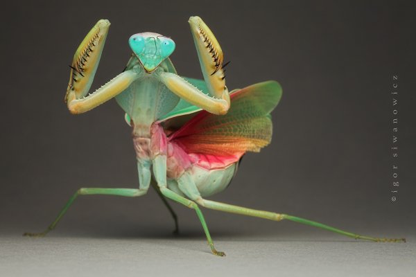 Ischnomantis Gigas богомол