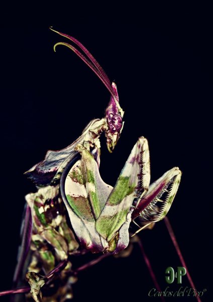 Чертов цветок (Idolomantis diabolica)