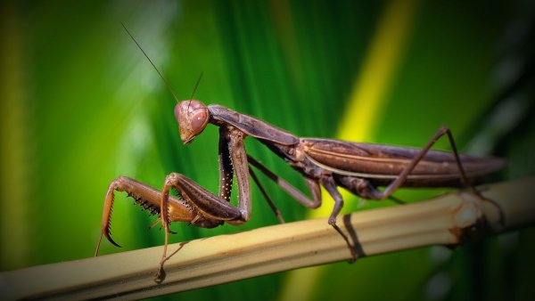 Praying Mantis насекомое