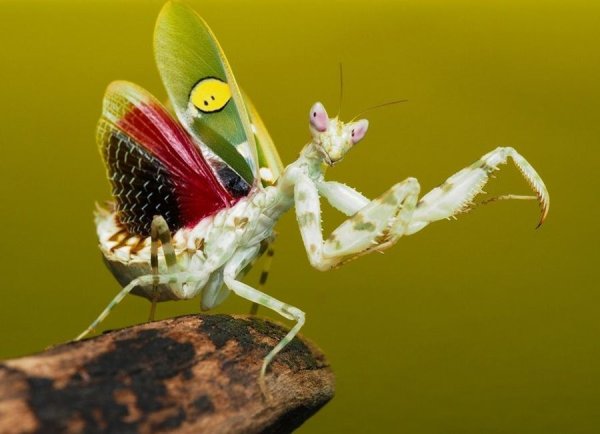 Цветочный богомол Creobroter gemmatus