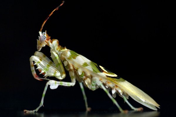 Богомол Creobroter meleagris