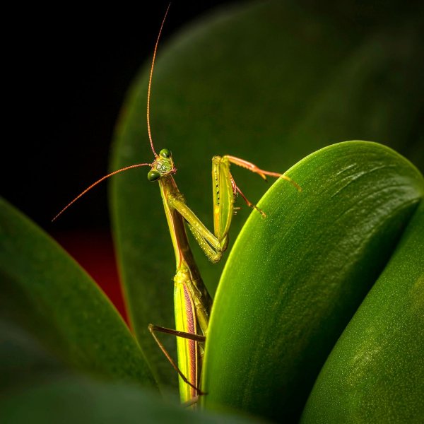 Mantis religiosa Linnaeus, 1758 – богомол обыкновенный