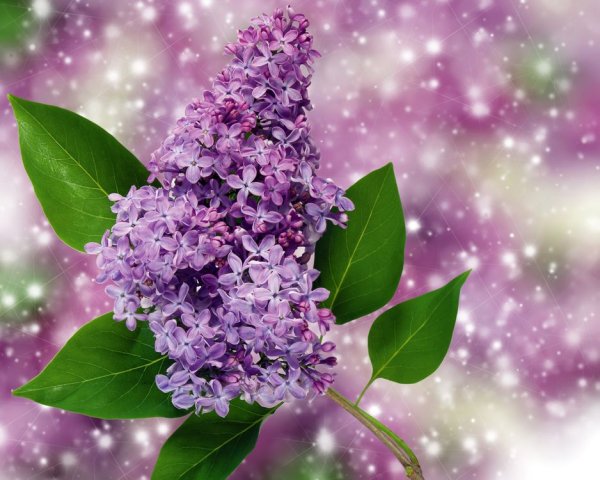 Цветущая ветка сирени