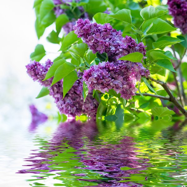Сирень отражение в воде