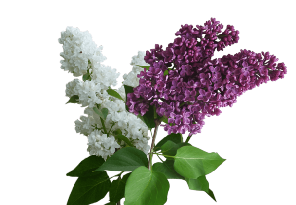 Сирень белая Голландия