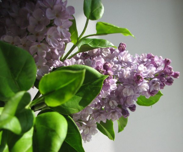 Сирень Purple Glory