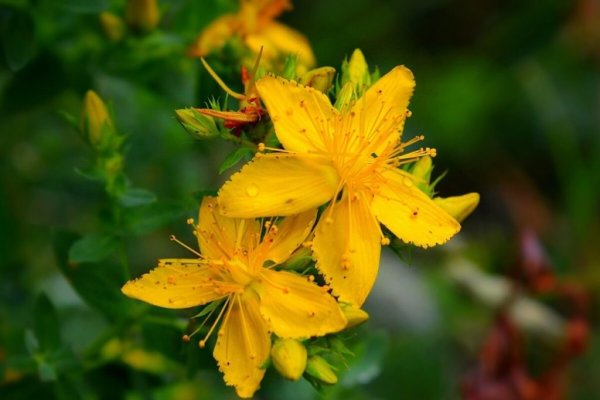 Полянка цветов желтых зверобой