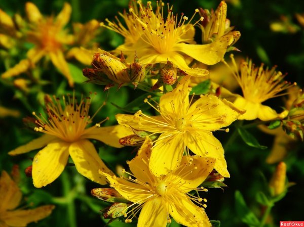 Зверобой Камчатский