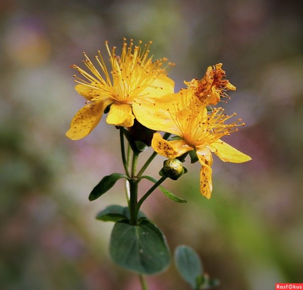 Зверобой Мейра цветок