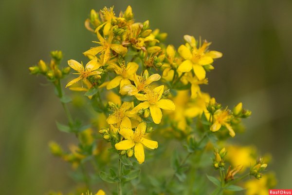 Зверобой Луговой