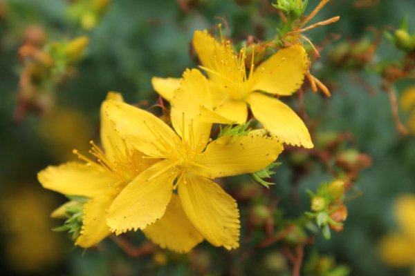 Зверобой Фореста