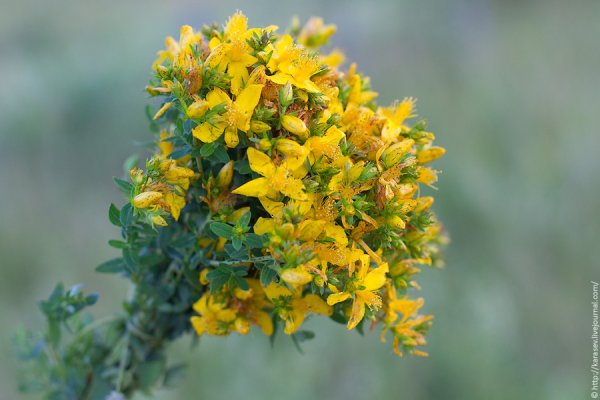 Зверобой льнянколистный