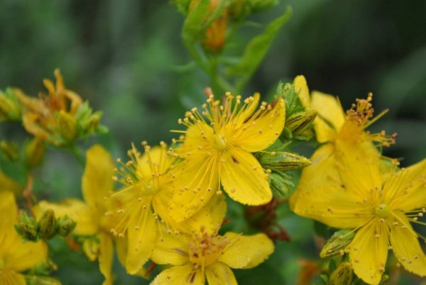 Зверобой горный