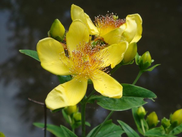 Зверобой большой - Hypericum ascyron