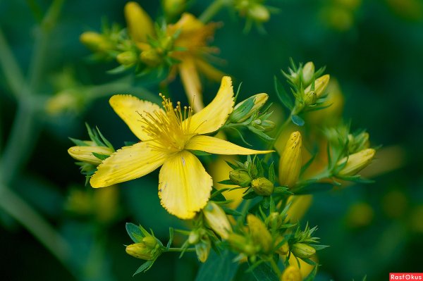 Зверобой вариегатный