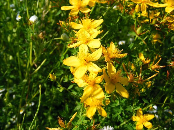 Зверобой полевой