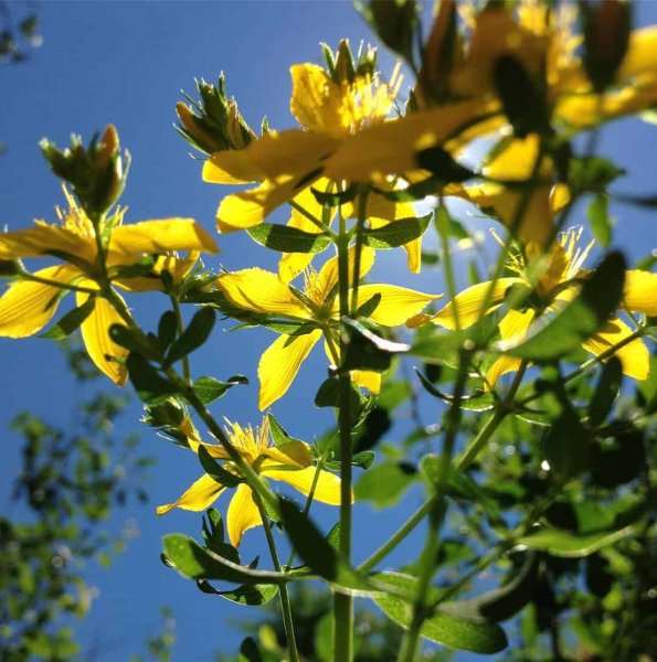 Зверобой Восточный