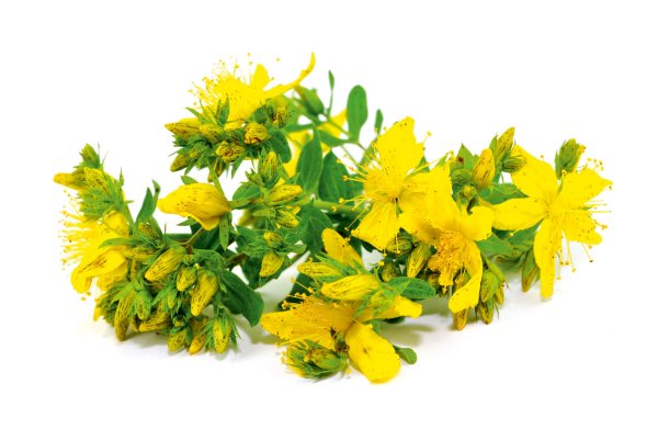 Зверобой многолистный