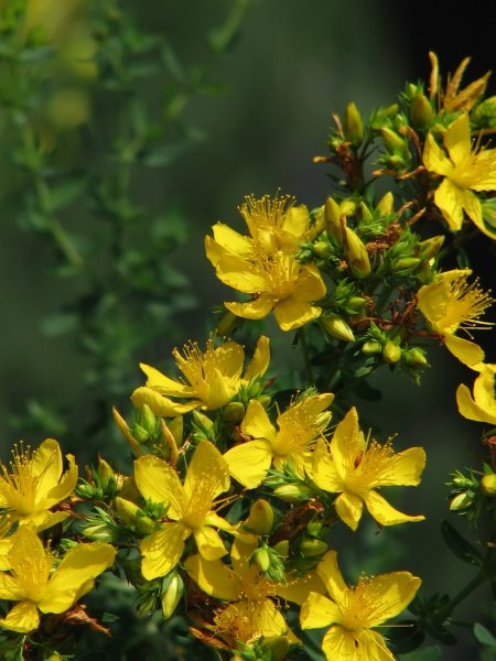 Зверобой продырявленный Hypericum perforatum l.