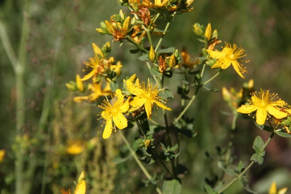 Гиперикум Цветущий