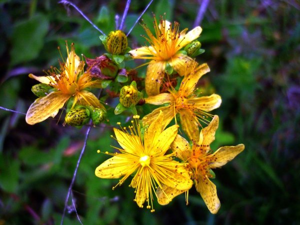 Зверобой Геблера