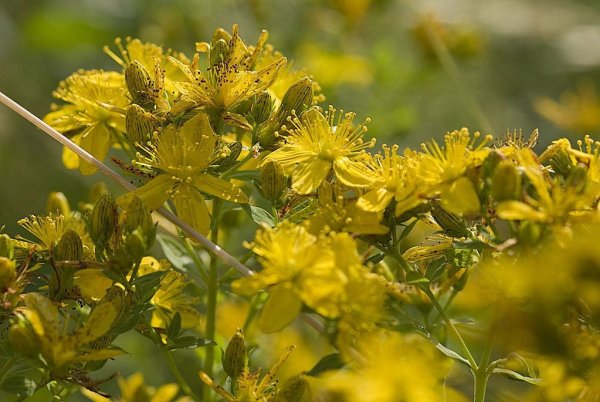 Зверобой продырявленный (Hypericum perforatum)